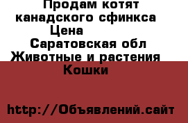 Продам котят канадского сфинкса › Цена ­ 1 000 - Саратовская обл. Животные и растения » Кошки   